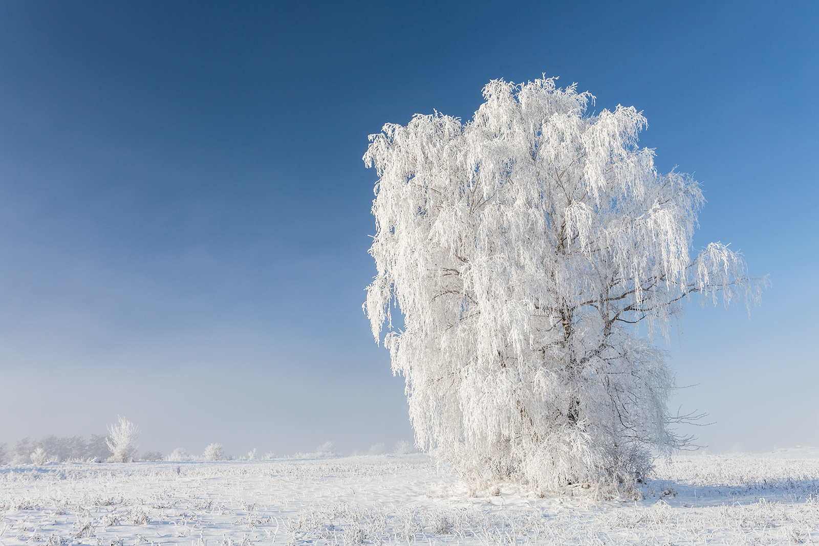 © Dagmar Drahokoupilová